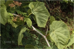 Cissus woodrowii